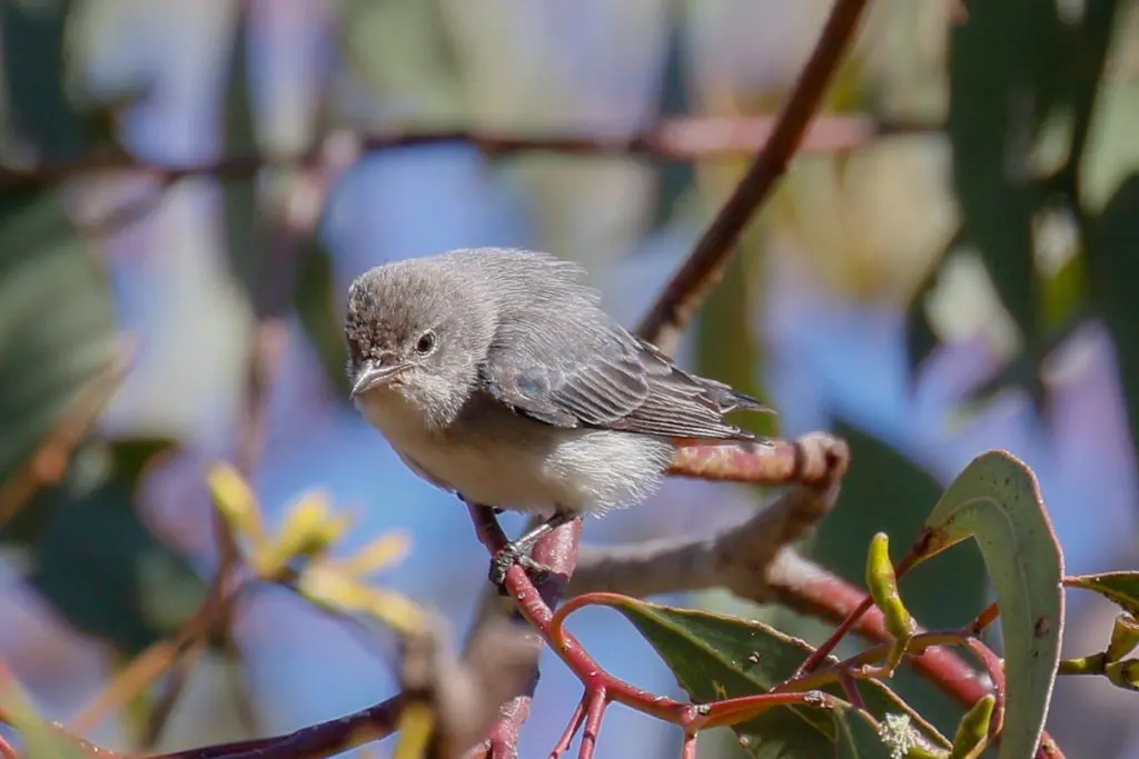 Female Mistletoebird in Cressfield