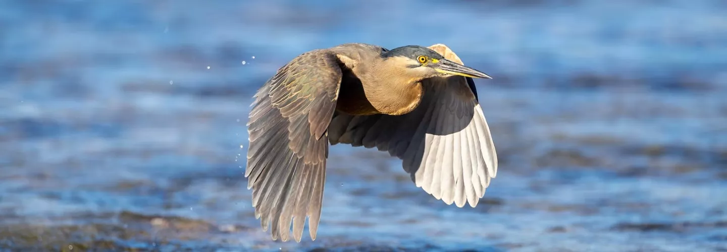 The grey morph striated heron, a grey face, throat and neck streaked centrally with black, dark brown and white. It is in flight, facing toward the right, with its wings facing downward. It is flying over the ocean.