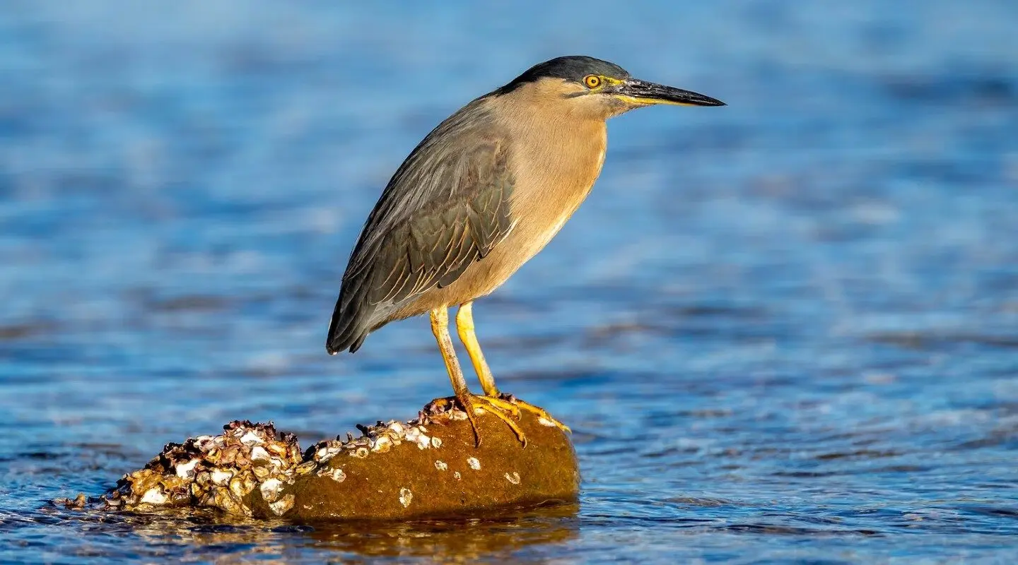 The grey morph striated heron, a grey face, throat and neck streaked centrally with black, dark brown and white. It is sitting on a rock in the middle of a body of water. Looking and facing left.