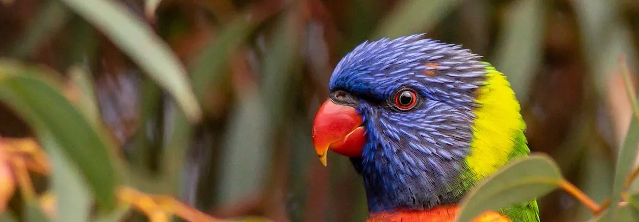 Rainbow lorikeet. Blue head, orange beak, orange upper chest, blue lower chest. head facing left. Close up image