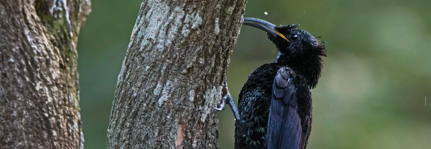 Male Paradise Riflebird, wet from rain, sitting vertically on a tree trunk facing left. Black iridescent feathers, long curved beak