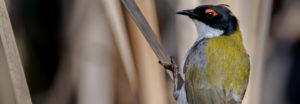 White-naped Honeyeater