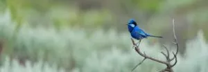 Male Splendid Fairy-wren sitting on tip of branch, its mouth is open singing. It is a little further back in the distance, facing and looking left