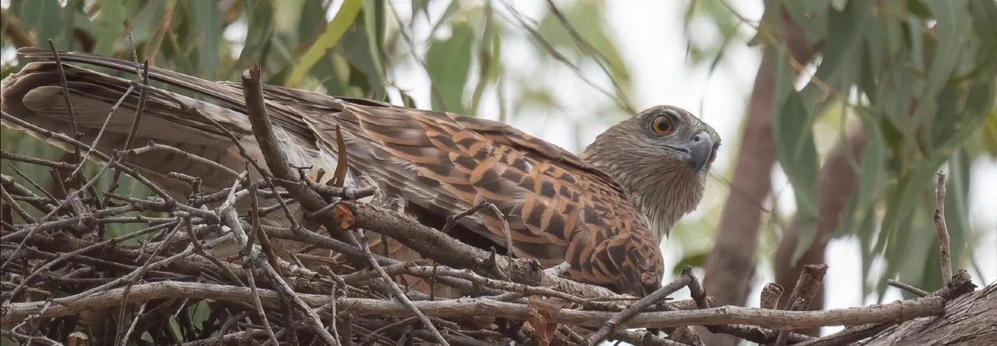 Raptor with red-brown feathers, sitting in a nest of twigs up a tree. Bird is laying down facing right and looking forward.