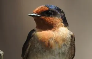 The Welcome Swallow is metallic blue-black above, light grey below on the breast and belly, and rust on the forehead, throat and upper breast. It has a long forked tail, with a row of white spots on the individual feathers. The outer tail feathers (streamers) are slightly shorter in the female. Young Welcome Swallows are buffy white, instead of rusty, on the forehead and throat, and have shorter tail streamers. The bird is sitting on a branch, body facing forward with its head turned left