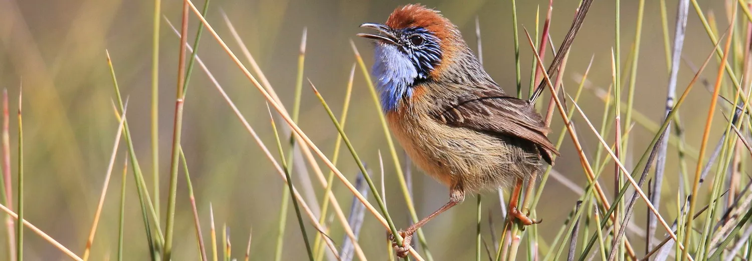 A Mallee Emu Wren balancing on some grass
