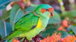 Green parrot, with red patch under and over eyes, blue head, green body, yellow under wings. Bird is facing toward the right.