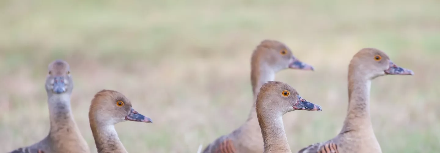 5 plumed whistling ducks, walking and looking to the right. Light brown heads visible, with pink and black mottled beaks. Background light green