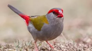 The Red-browed Finch with a bright red eyebrow, rump and beak, on an otherwise green and grey bird. Upperparts are olive green with grey underneath. Bird is facing and looking forward, feet on the ground