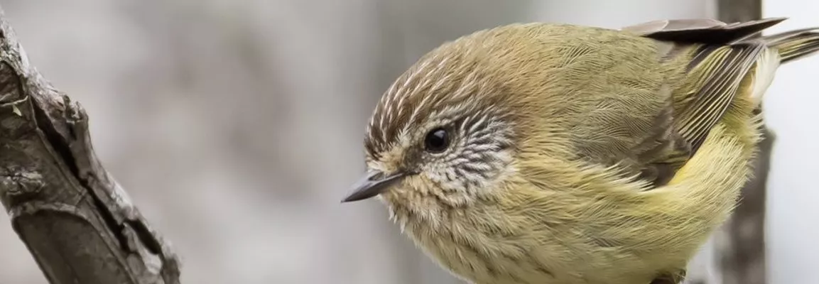 Close up of very small thornbill. Yellow tinged front, with mottled brown all the way up to throat. Brown mottled head. Looking to the left