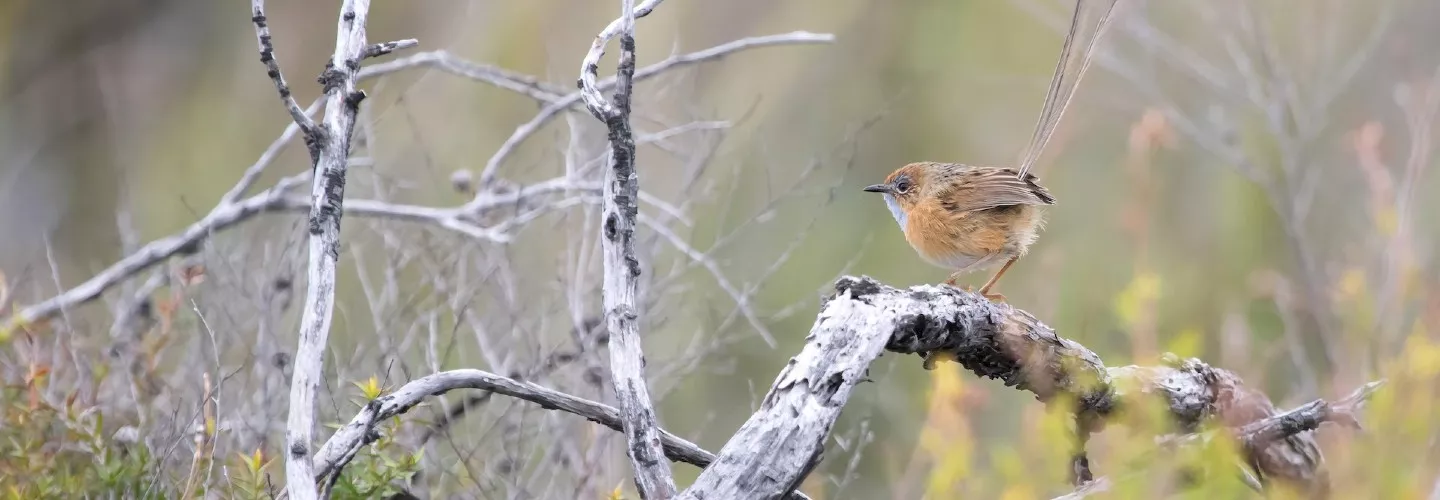 Southern emu-wren a small bird, mostly brown visible. Bird is sitting on a branch and looking/facing left. Bird has a long upright tail, which is dainty and almost feather like