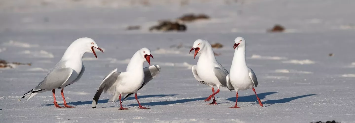 Four silver gulls standing on a beach, bird is white with grey wings and red beak, orange legs. All have mouths open likely making their signature call