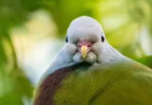 Dove with grey head and orange beak, mostly green body. Very round. Looking straight on toward camera.