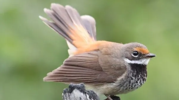 Fantails Archives - BirdLife Australia