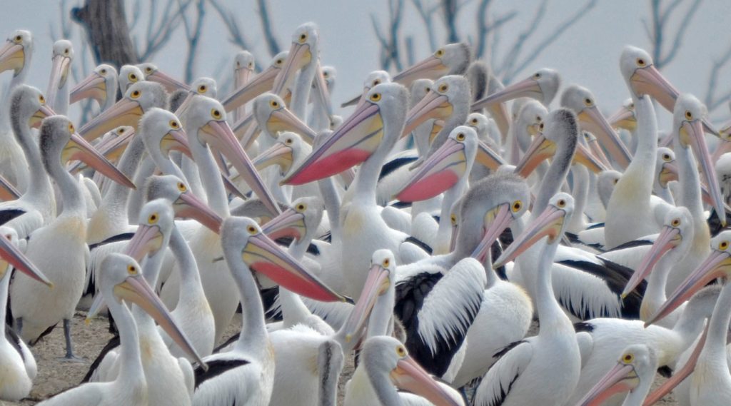 Lake Brewster Pelican Colony