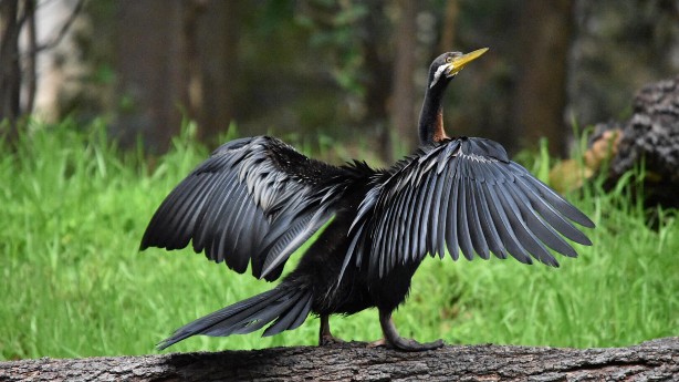 Birdlife Wa - Birdlife Australia