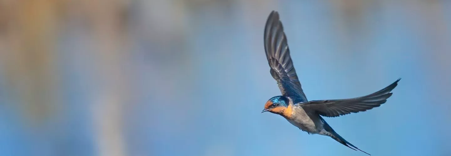 The Welcome Swallow is metallic blue-black above, light grey below on the breast and belly, and rust on the forehead, throat and upper breast. It has a long forked tail, with a row of white spots on the individual feathers. The outer tail feathers (streamers) are slightly shorter in the female. Young Welcome Swallows are buffy white, instead of rusty, on the forehead and throat, and have shorter tail streamers. The bird is in flight, wings outstretched, looking and facing left.