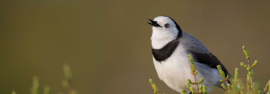 White bird, with a black collar and back of head. White chest and face. Orange eye. Bird sitting on vegetation and looking to the left