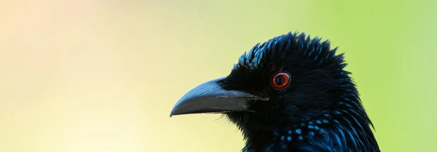 Black bird with red eye, close up of head side on, looking to the left