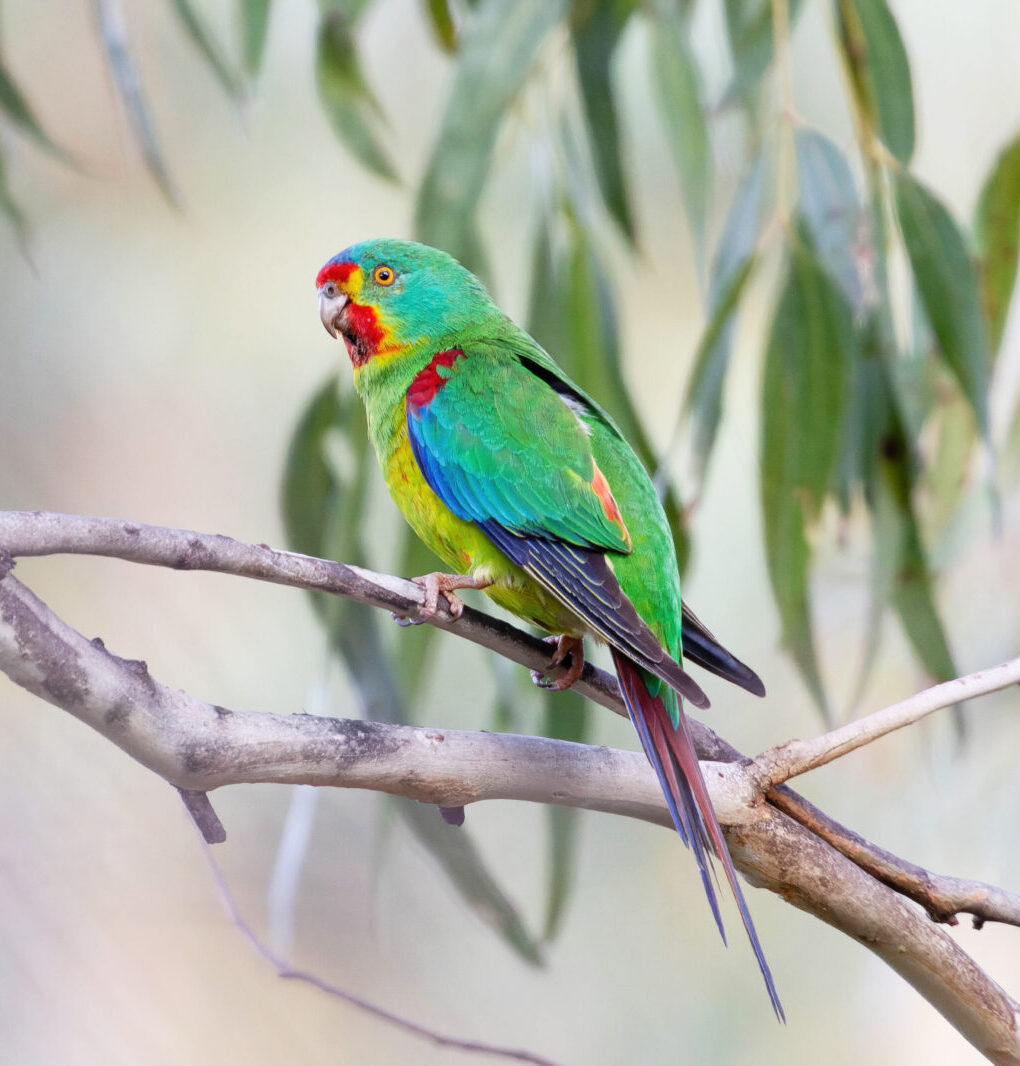 Swift Parrot sitting in a eucalyptus tree