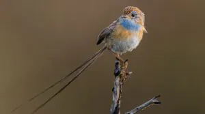 Southern emu wren sitting on the top of a branch. The bird is facing left but looking over its shoulder to the right. It has a bright blue upper chest, with orange and white lower chest. The head is brown. Its long feather like tail is facing down