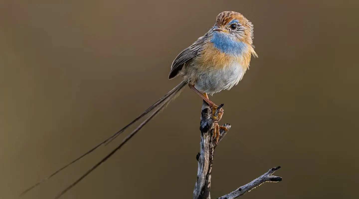 Southern emu wren sitting on the top of a branch. The bird is facing left but looking over its shoulder to the right. It has a bright blue upper chest, with orange and white lower chest. The head is brown. Its long feather like tail is facing down