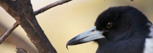 Close up of pied butcherbird head. Black head and white chest. bird facing to the left