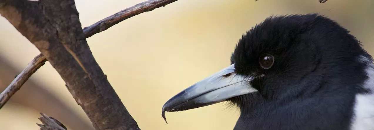 Close up of pied butcherbird head. Black head and white chest. bird facing to the left