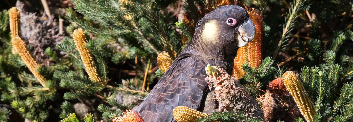 A Yellow-tailed Black Cockatoos enjoying a Banksia in the garden.