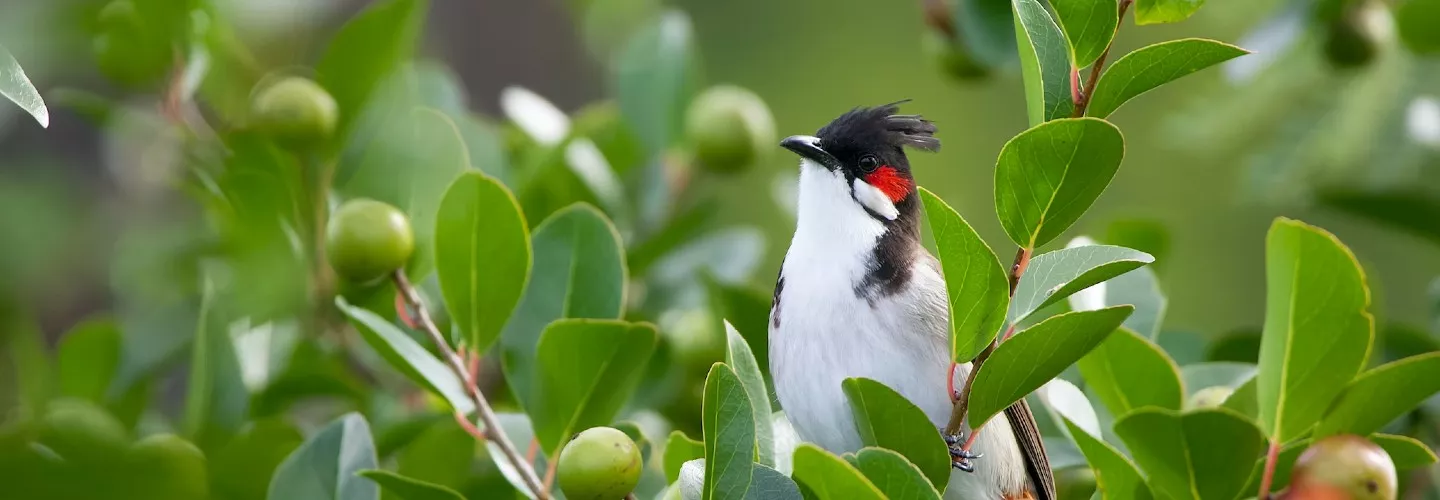 Bird sitting on branch and looking up to the left. White belly, with red undertail. Black crest on head, little white cheek with red dot. Greenery in background