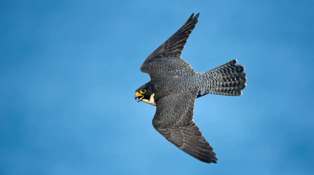 Peregrine falcon in flight, grey, feathers at 12pm and 6pm. Bird facing left. Ocean in background