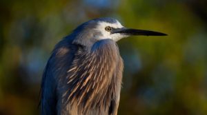 A close up image of White-faced heron, a shorebird. grey in colour with a white mask. Photo is from the birds back, with its head facing toward the right.