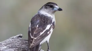 Black and white bird, angle from behind bird, birds head facing to the left