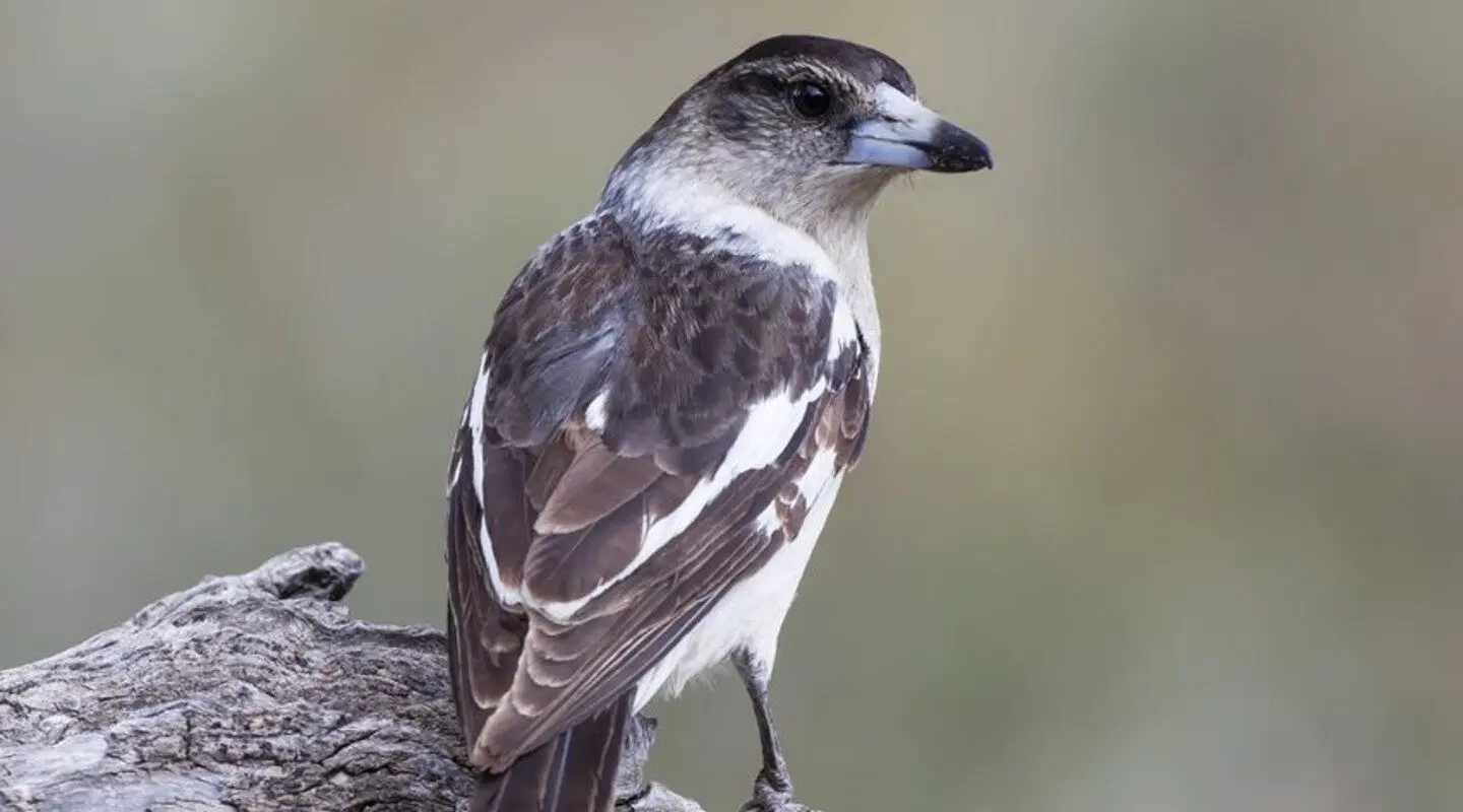 Black and white bird, angle from behind bird, birds head facing to the left