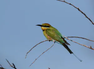 Rainbow Bee-eater sitting in profile on a branch