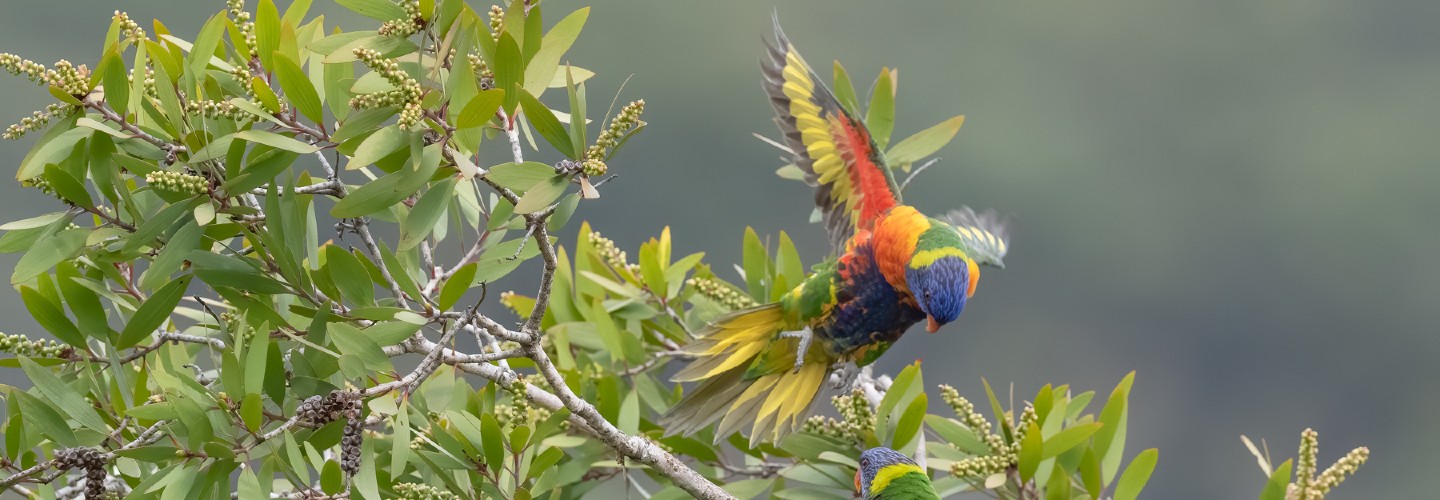 Rainbow Lorikeet in flight