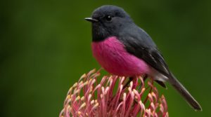 Male pink robin sitting and singing on a flower. It has a bright pink chest, with a blackish grey head and back. The bird is looking and facing left
