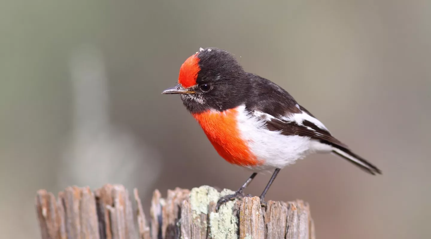 Red-capped Robin - eBird