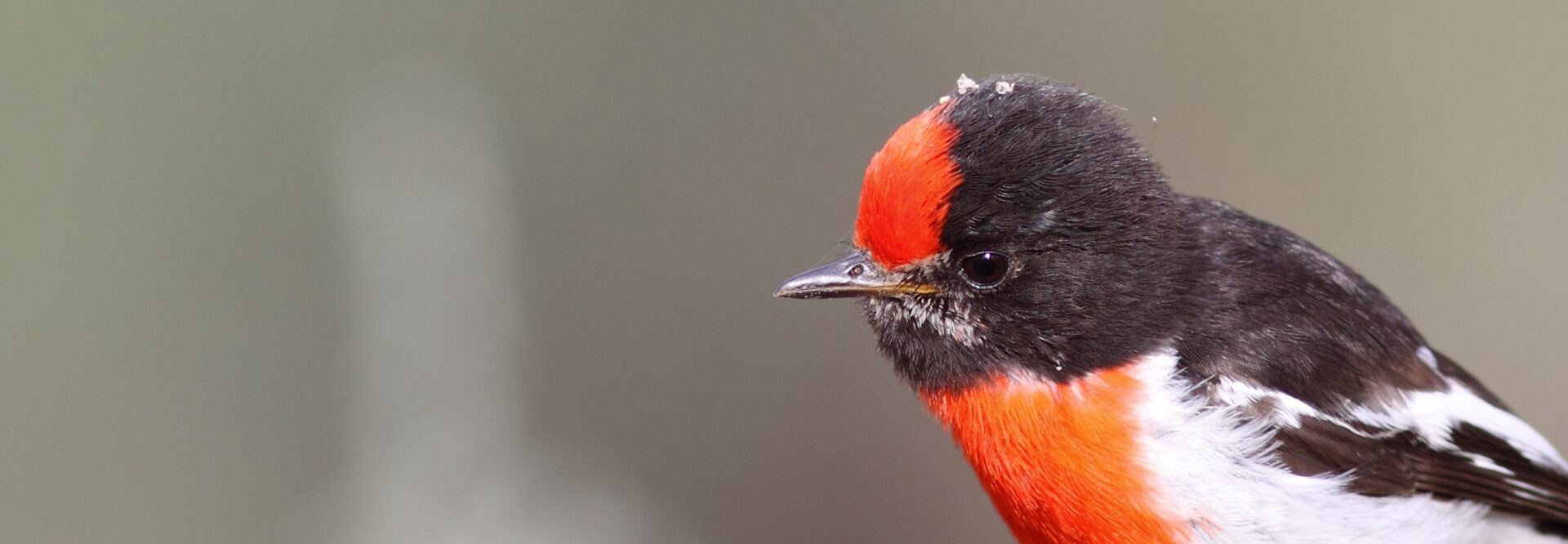 Male Red-capped Robin, close up image of the bird facing and looking left. Distinctive red cap, black head and upper back feathers. Chest is red, with white under wings.