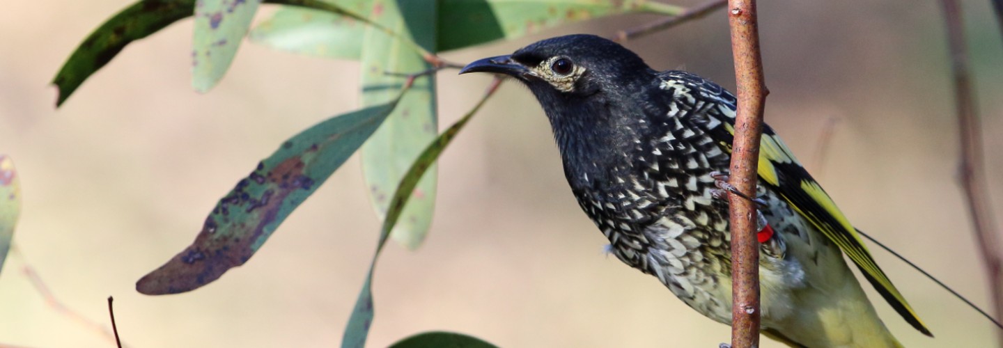 Regent Honeyeater male and juvenile