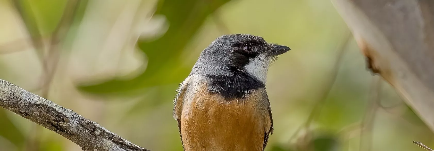 Small bird. Orange body, black head with a white throat and black collar sitting on a branch, facing sideways with its head facing to the right