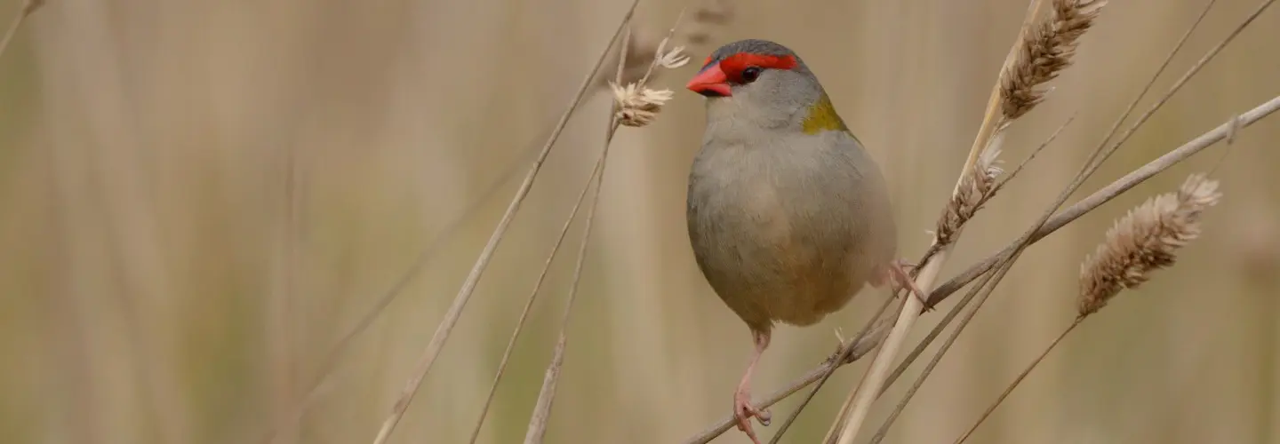 These little Red-browed finch birds are so well camouflaged in a sea of drying grass with the exception of a bright red strip.