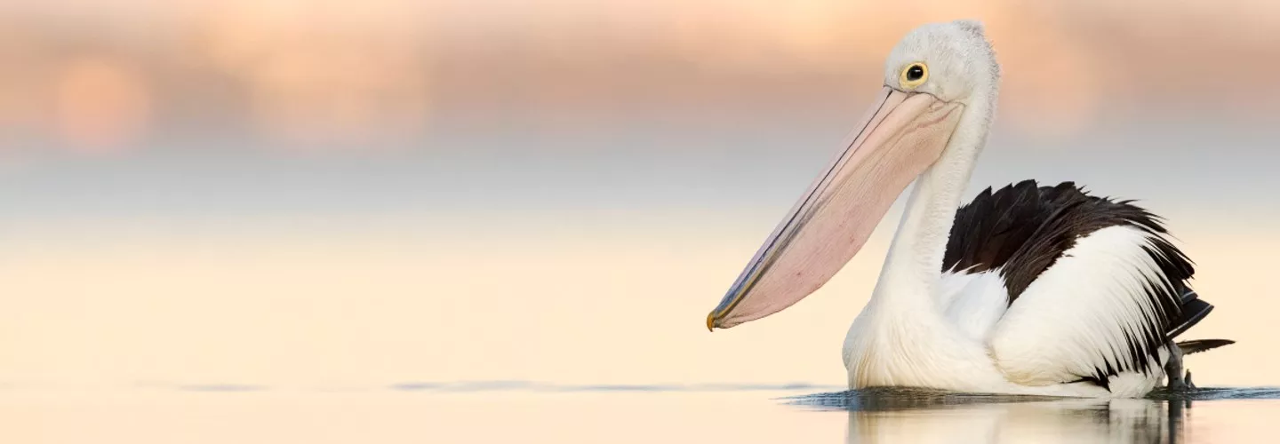 Pelican floating on a lake