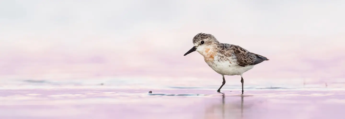 The migatory birds begin to arrive in Mandurah, Western Australia from August which include the Red-necked Stints. This Red-necked Stint was slowly wandering around feeding, showing some remnants of breeding colour and looking beautiful in first light with the pink sky reflecting back in the water.