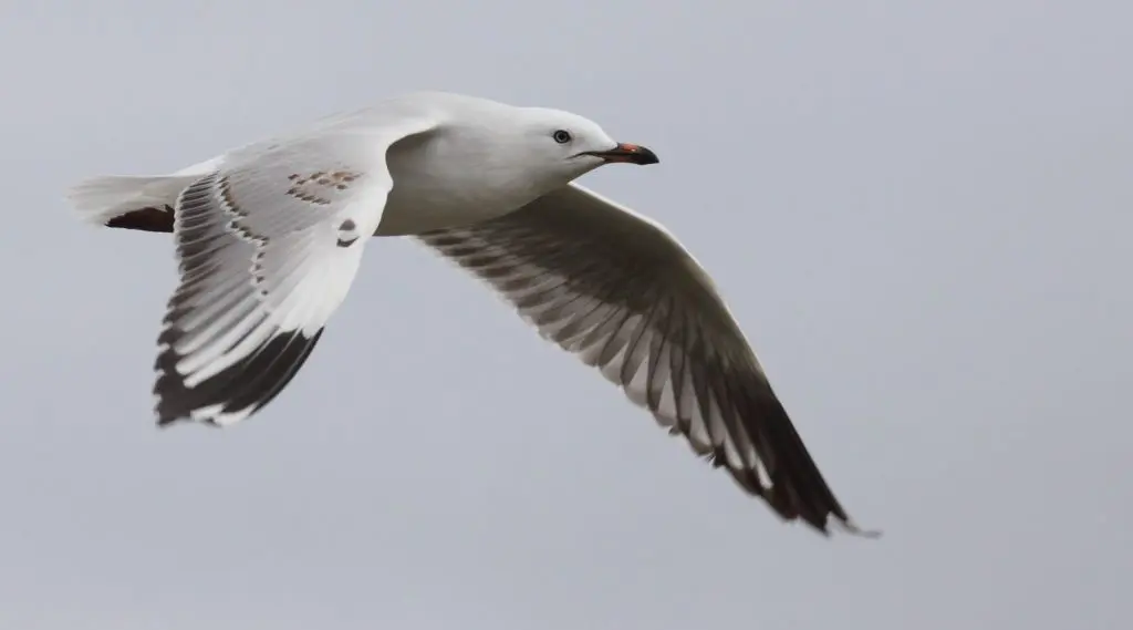 Silver Gull in flight