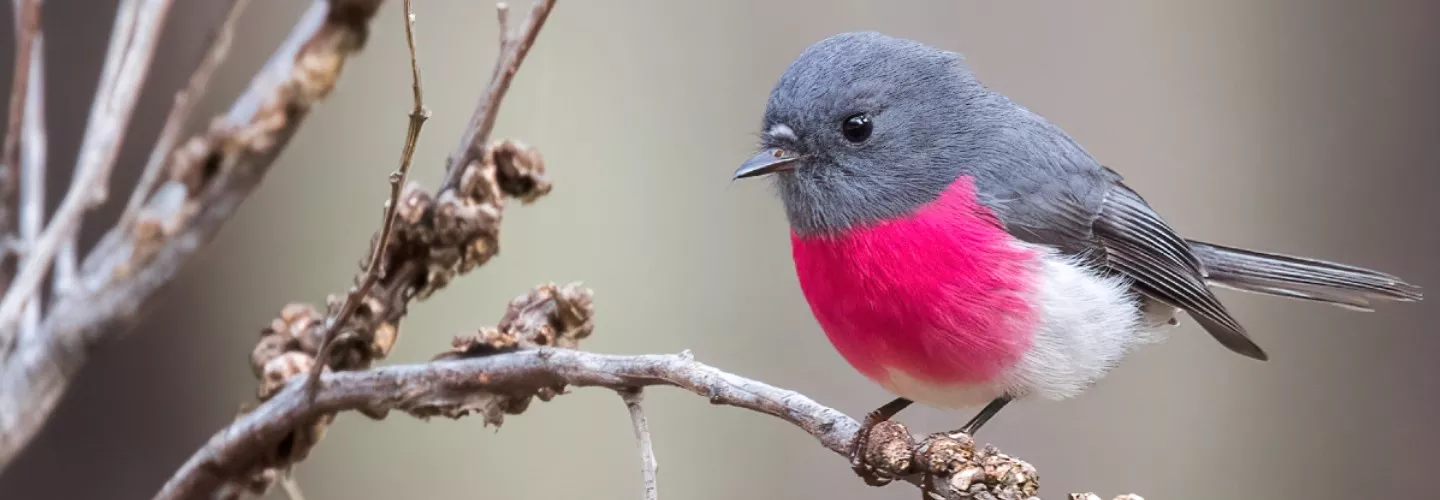 A Rose Robin perched on a branch - a dark share of pink on its belly.
