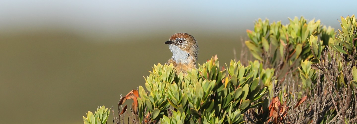Southern Emu-wren poking its head over shrubbery on Kangaroo Island