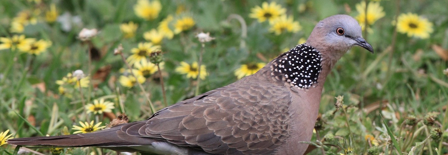 Spotted Dove in Seaford