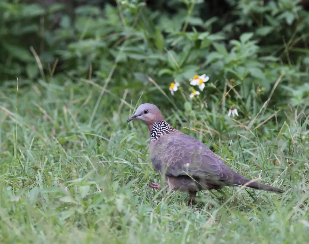Spotted Dove