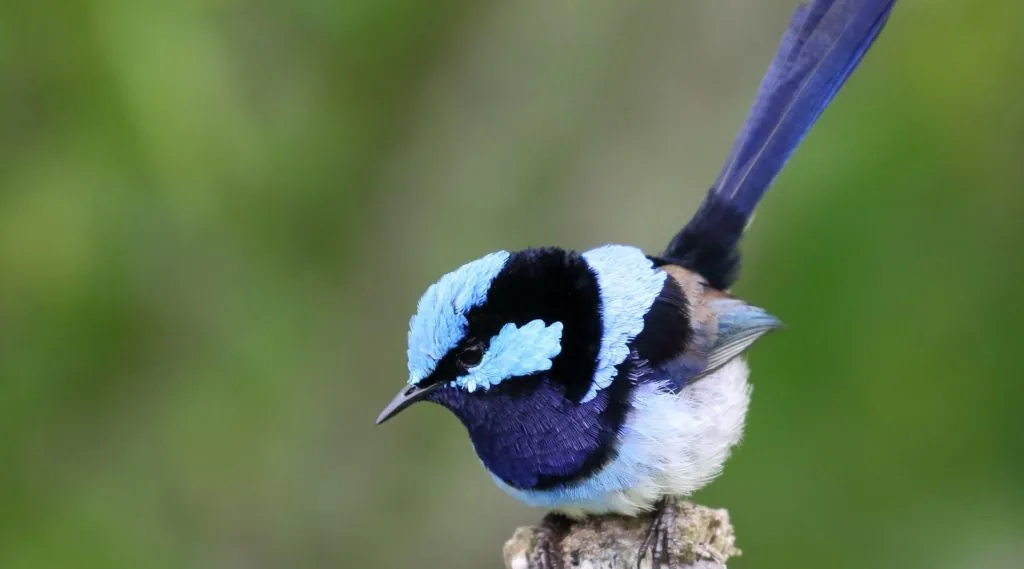 Superb Fairy-wren